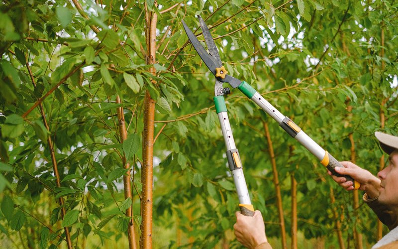 Tree trimming in Mechanicville, NY